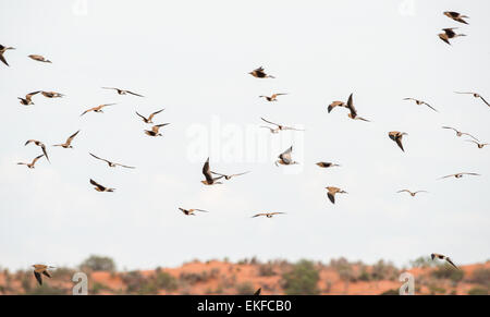 Un troupeau de Australian pratincoles Stiltia isabella, près de Winton, Queensland, Australie Banque D'Images