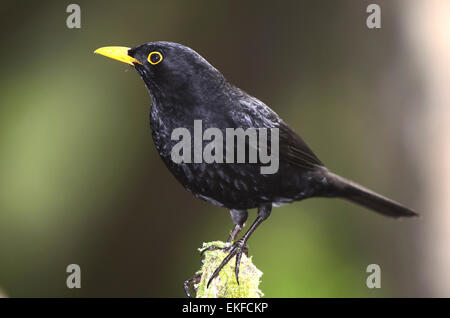 Turdus merula blackbird Banque D'Images