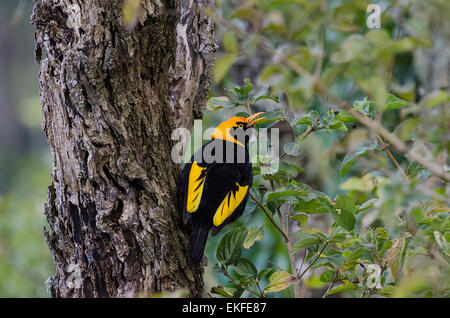 Oiseau regent Sericulus chrysocephalus, Queensland, Australie Banque D'Images