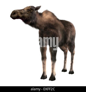 Numérique 3D render of a female moose isolé sur fond blanc Banque D'Images