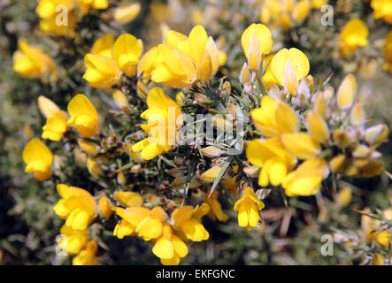 Fleurs d'Ajoncs Walberswick Suffolk commun Banque D'Images