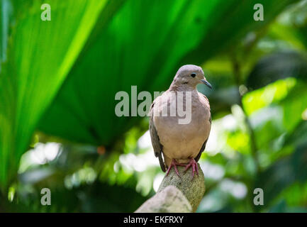 Hibou dove Zenaida auriculata Banque D'Images