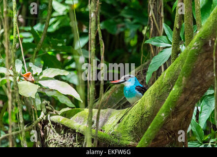 Blue breasted kingfisher Halcyon malimbica, Banque D'Images