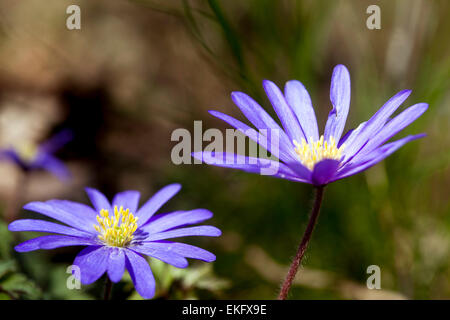 Anemone blanda fleur. Floraison Windflower Hiver Banque D'Images