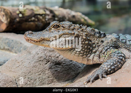 L'alligator chinois,, Alligator Alligator sinensis, gravement menacés, Banque D'Images