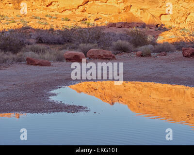 La fin de l'après-midi du soleil apporte une lueur de formations de roche de grès Vallée de Feu Park Nevada golden heure avant le coucher du soleil, l'eau dans le désert de Mojave. Banque D'Images