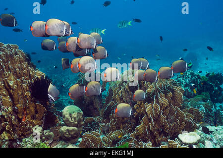 Ou un collier papillons Redtail (Chaetodon collare). La mer d'Andaman, en Thaïlande. Banque D'Images