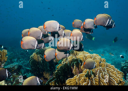 Ou un collier papillons Redtail (Chaetodon collare). La mer d'Andaman, en Thaïlande. Banque D'Images