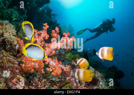 Une paire de Blackback ou papillons à dos noir (Chaetodon melanotus) avec Klein's [papillons Chaetodon kleinii) plus de cora Banque D'Images