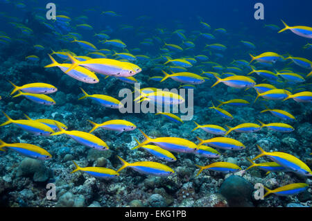 Yellowback fusilier [Caesio] xanthonota école sur les récifs coralliens. Les Maldives. Banque D'Images