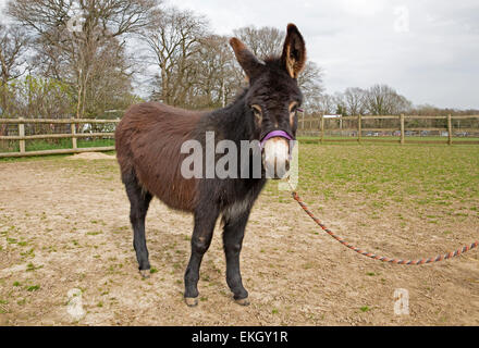 Alfie est un peu désolé pour lui-même après avoir été castré hier, cependant le centre de sauvetage des animaux de ferme poulain est intervenu pour arrêter Alfie d'être vendu au marché. Banque D'Images