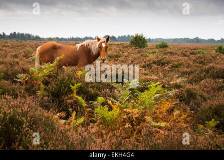 Poney marron crème avec la crinière et la queue au milieu des fougères et de la bruyère en automne dans la New Forest Banque D'Images