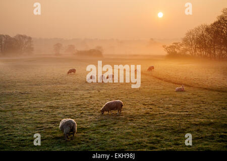 Troupeau de moutons paissant au lever du soleil ; l'orange brille au-dessus d'une terre agricole brumeuse tandis que le soleil se lève sur une prairie glacielle d'avril. Les moutons et les agneaux se nourrissent au soleil du matin, une scène pastorale de la campagne britannique d'avril à Leyburn, à Wensleydale, dans le North Yorkshire Moors UK Weather. Un ciel de lumière vive commence la journée sur les paysages de la campagne agricole de Middleham au soleil. Banque D'Images