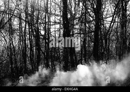 Fumer dans un creepy spooky forêt automne arbres silhouetted against sky Banque D'Images