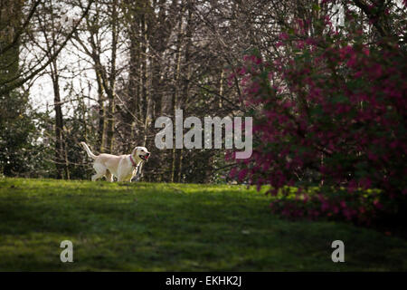 Manchester, UK. 8 avril, 2015. Météo France : Lightoaks , Parc , Salford UK . Labrador Grace ' ' ( 4 ) s'exécutant dans le soleil du printemps dans Lightoaks Park à Salford , Greater Manchester , Royaume-Uni . Crédit : Joel Goodman/Alamy Live News Banque D'Images