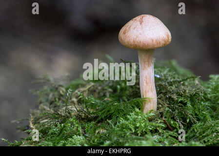 Un champignon solitaire debout fier dans la mousse sur le sol de la forêt dans la région de Cumbria, Angleterre Banque D'Images