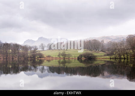 Reflets d'arbres et les Langdale Pikes dans Loughrigg Tarn, Lake District, Angleterre Banque D'Images