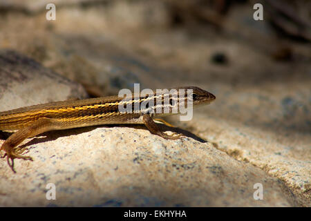 Péninsule ibérique lézard des murailles ou Podarcis hispanica, un petit lézard des murailles espèces du genre Podarcis trouvé dans la péninsule ibérique Banque D'Images