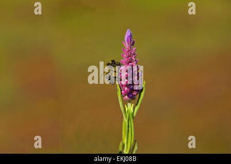 Une abeille se nourrissent de lavande, Alor, Estrémadure, Espagne Banque D'Images