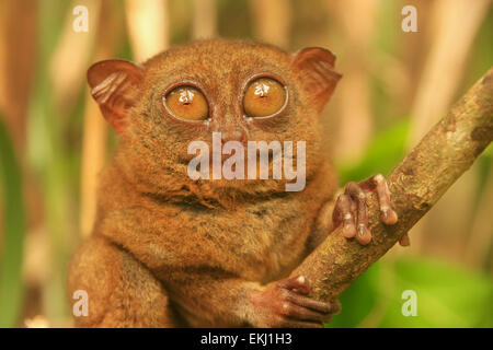 Assis sur un arbre Tarsier, île de Bohol, Philippines, en Asie du sud-est Banque D'Images