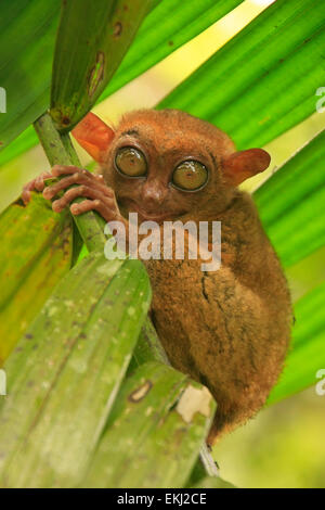 Assis sur un arbre Tarsier, île de Bohol, Philippines, en Asie du sud-est Banque D'Images