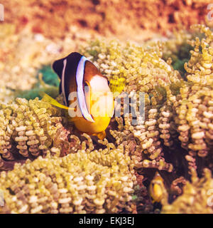 Anemone et de limande poissons clowns close-up. Banque D'Images