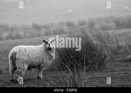 Tourné en noir et blanc d'un mouton dans la brume sur la dent est tombée, Cumbria, Angleterre. Face à l'objectif d'alerte. Banque D'Images