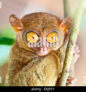 Drôle tarsier des Philippines (Tarsius syrichta). Bohol. Philippines Banque D'Images