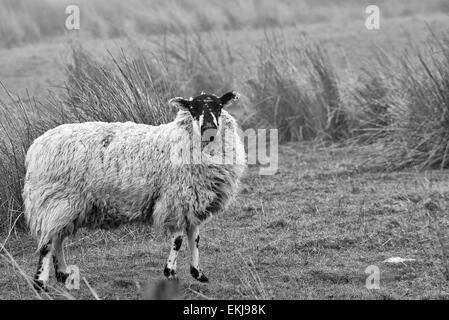 Tourné en noir et blanc d'un mouton dans la brume sur la dent est tombée, Cumbria, Angleterre. Face à l'objectif d'alerte. Banque D'Images