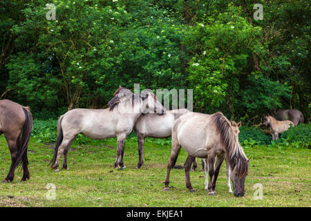 Chevaux sauvages sur un pré, Allemagne Banque D'Images