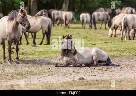 Chevaux sauvages sur un pré, Allemagne Banque D'Images