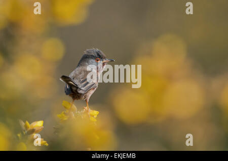 Homme Warbler-Sylvia Dartford undata, situé sur Gorse-Ulex commun europaeus. Uk Banque D'Images