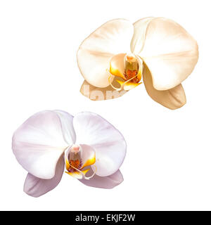 Orchidée blanche avec au milieu rouge isolé sur fond blanc Banque D'Images