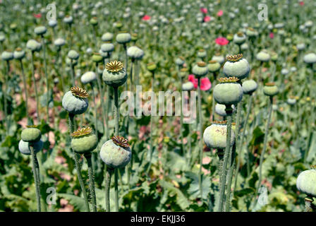 Le pavot à opium (Papaver somniferum), l'Autriche l'Europe Banque D'Images