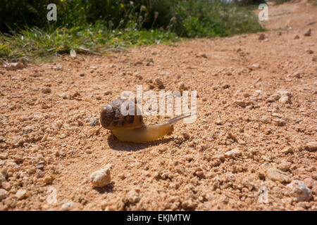 Escargot, Cornu aspersum, région de la mer Méditerranée, Malte. Banque D'Images