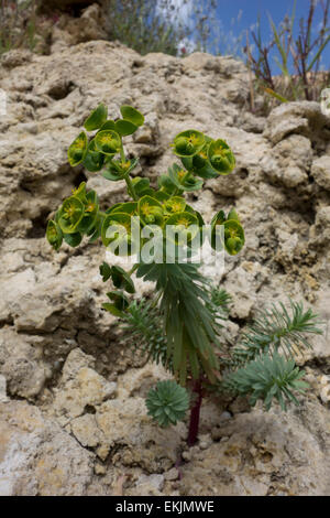 L'euphorbe ésule, Euphorbia spec. , De la côte maltaise à Golden Bay, Mer Méditerranée. Banque D'Images