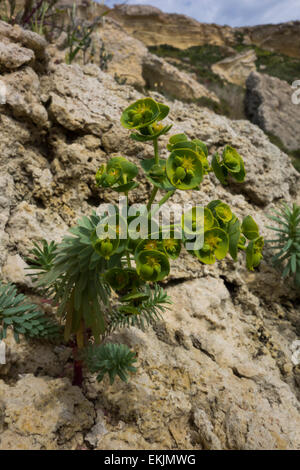 L'euphorbe ésule, Euphorbia spec. , De la côte maltaise à Golden Bay, Mer Méditerranée. Banque D'Images