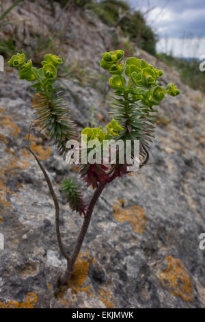 L'euphorbe ésule, Euphorbia spec. , À partir de la côte de Malte, mer Méditerranée. Banque D'Images