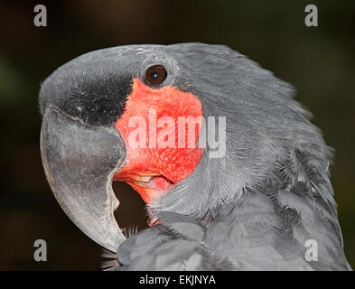 Probosciger aterrimus Palm, Cacatoès, également connu sous le nom de Goliath Cacatoès. Lissage des plumes d'oiseaux avec bouche ouverte Banque D'Images