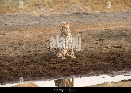 Cheetah cub assis à côté de petit ruisseau, Tanzanie Banque D'Images