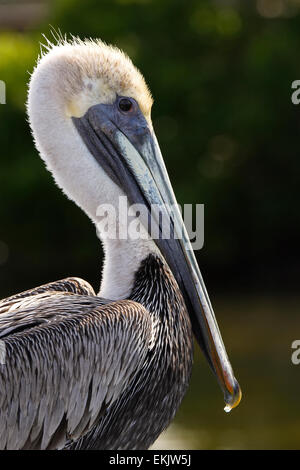 Portrait de pélican brun (Pelecanus occidentalis) Banque D'Images