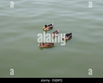 Groupe de canards sur l'eau . Banque D'Images