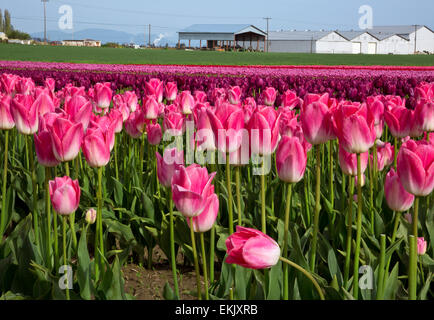 WA10231-00...WASHINGTON - Commercial champ de tulipes cultivées par la ferme de l'ampoule RoozenGaarde la vallée Skagit. Banque D'Images