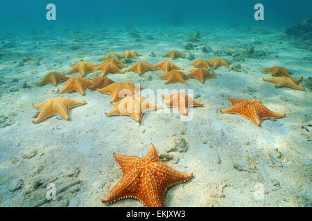 L'étoile de mer du coussin, Oreaster reticulatus, sur fond de sable sous-marine dans les Caraïbes, Panama, Amérique Centrale Banque D'Images