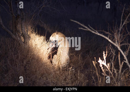 Léopard mâle la nuit, Timbavati, Afrique du Sud Banque D'Images