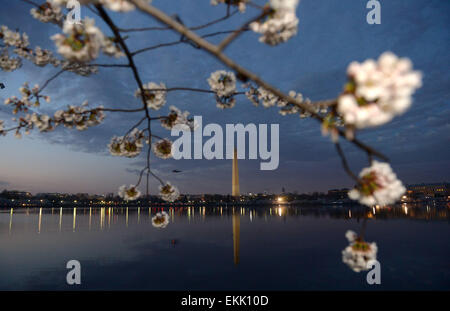 Washington, DC, USA. 10 avr, 2015. Washington Monument est vu à travers les cerisiers en fleurs sur le bord du Tidal Basin à Washington, DC, la capitale des États-Unis, le 10 avril 2015. Les cerisiers en capital sont sur leur pic de floraison. Credit : Yin Bogu/Xinhua/Alamy Live News Banque D'Images