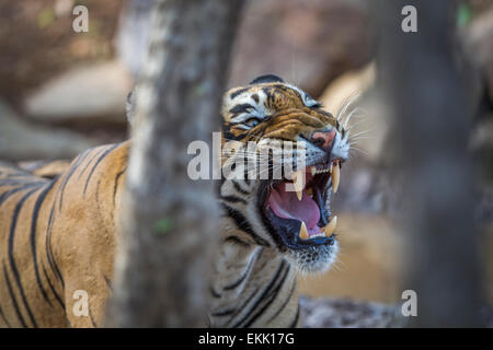 Tigre du Bengale mâles adultes à Ranthambhore, forêt, de l'Inde. ( Panthera tigris ) Banque D'Images