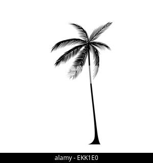 Palm tree silhouette noire isolated over white Banque D'Images