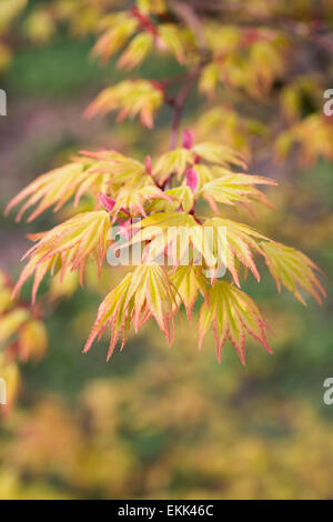 Acer palmatum 'Orange Dream' feuilles au printemps. Banque D'Images