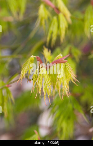 Acer palmatum quitte au printemps. Banque D'Images